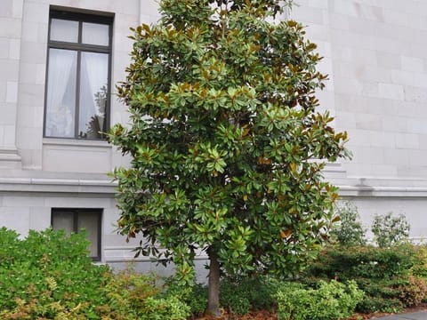 Magnolia grandiflora 'Kay Parris'