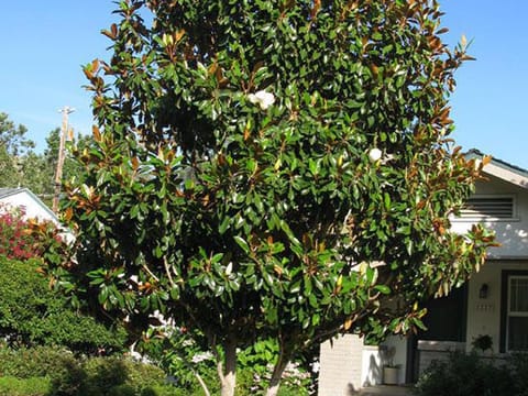 Magnolia grandiflora 'Little Gem'