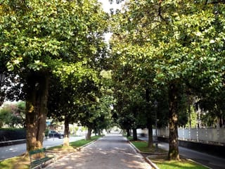 Evergreen Magnolia (Magnolia grandiflora 'Main Street') trees with glossy green foliage and a few white flowers, lining a paved park path with a green bench.