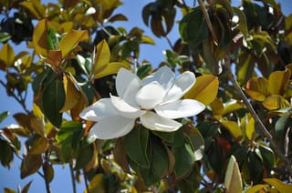 Magnolia grandiflora 'Main Street' (Evergreen Magnolia) with a large white open flower among glossy dark green and golden-tinged leaves against blue sky.