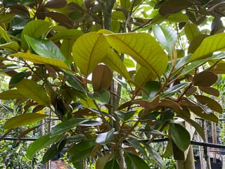 Magnolia grandiflora 'Main Street' (Evergreen Magnolia) seen from below, with glossy dark green leaves, russet-brown undersides and a staked trunk in a nursery.
