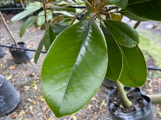 Magnolia grandiflora 'Main Street' (Evergreen Magnolia), close-up of a large glossy dark green leaf with a pale midrib, on a potted nursery plant in a bag.
