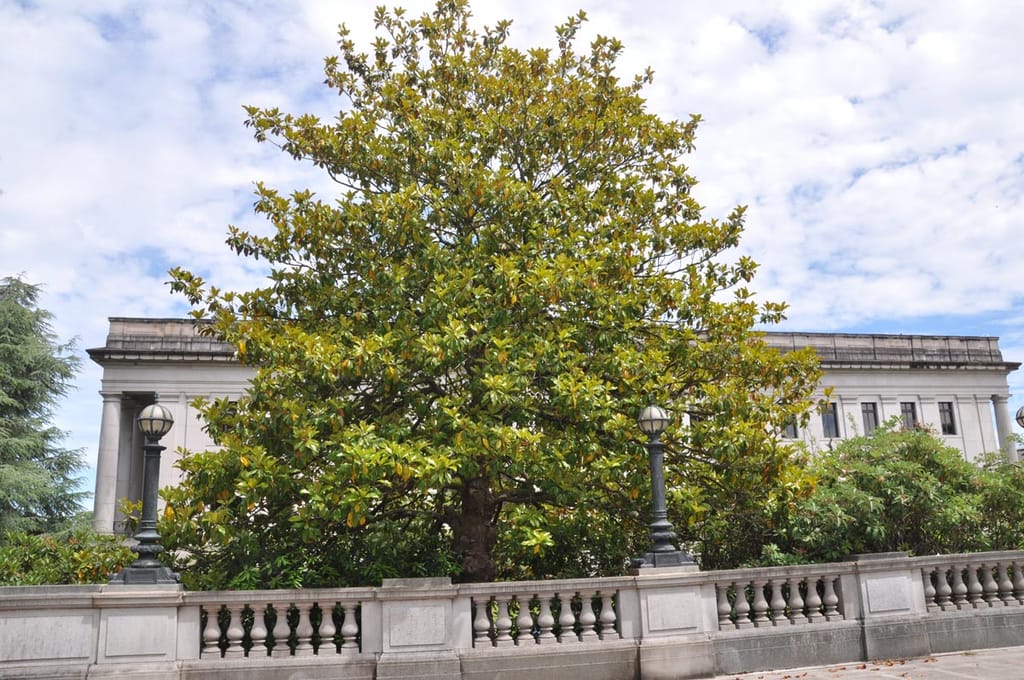 Magnolia grandiflora 'Main Street' (Evergreen Magnolia), a mature tree with a broad, dense canopy of glossy green leaves, growing behind a stone balustrade near a pale building.