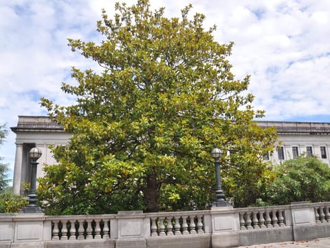 Magnolia grandiflora 'Main Street'