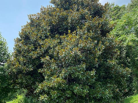 Magnolia grandiflora 'Russet'