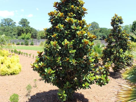 Magnolia grandiflora 'Teddy Bear'