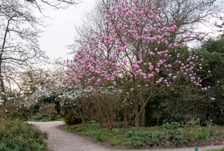 Magnolia 'Heaven Scent' tree covered in pink tulip-shaped blooms on bare branches, beside a gravel path in a garden with white-flowering trees.