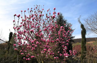 Magnolia 'Heaven Scent' in full bloom, its bare branches covered in pink tulip-shaped flowers against a blue sky and dark evergreens.