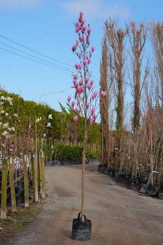 Magnolia 'Heaven Scent' (magnolia), a tall upright tree in a black planter bag, with pink-purple blooms on bare stems beside a gravel nursery path.
