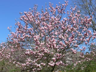 Magnolia 'Heaven Scent' in full bloom, its bare branches covered in pink tulip-shaped flowers against a clear blue sky.