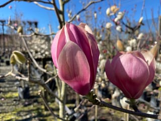 Magnolia 'Heaven Scent' flower buds in pink-purple on bare branches, with more magnolias in pots at a nursery under blue sky.