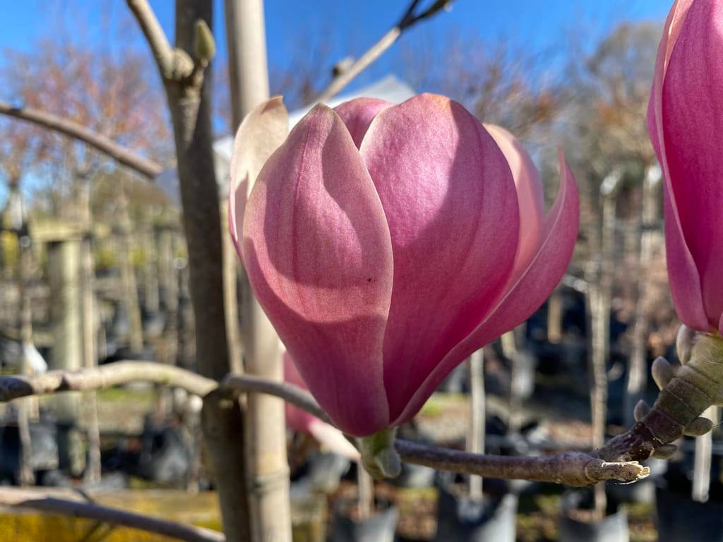 Magnolia 'Heaven Scent' flower bud in pink, tulip-shaped with smooth petals, on a bare stem in a nursery with potted trees behind.