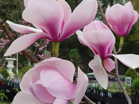 Magnolia 'Hollywell'