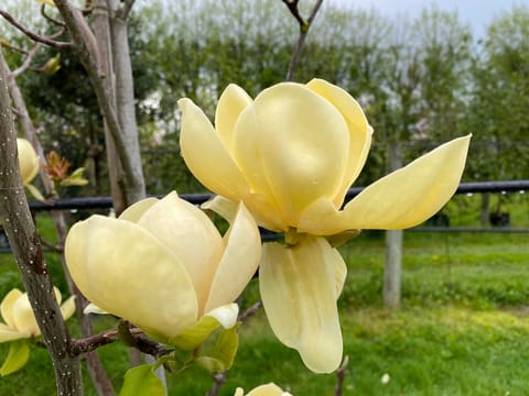 Magnolia 'Honey Tulip'