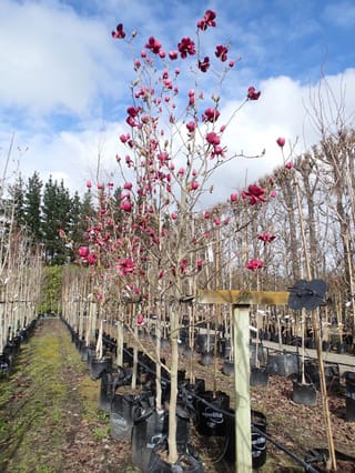 Magnolia 'Ian's Red' with deep red flowers and buds on bare branches, growing in a black planter bag among rows of nursery trees.