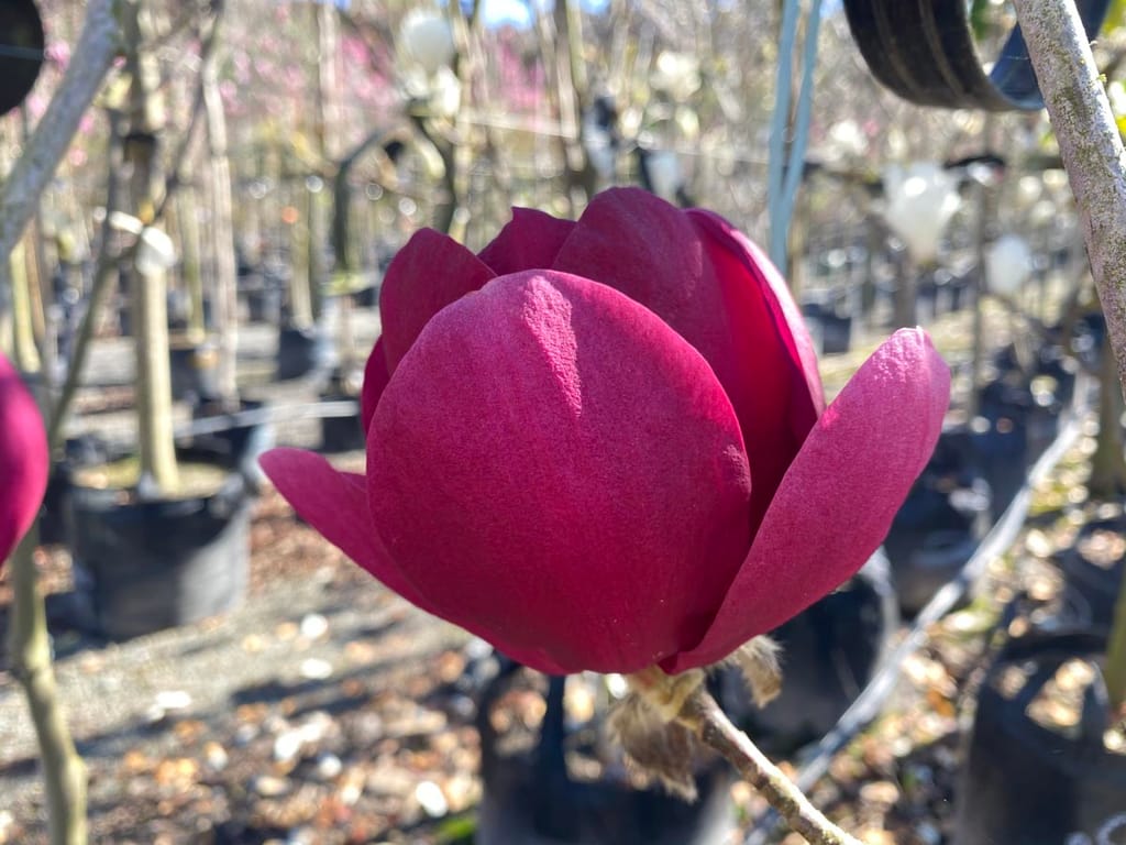 Magnolia 'Ian's Red' flower, a deep crimson-red bloom with smooth rounded petals on a bare branch, with potted nursery trees behind.