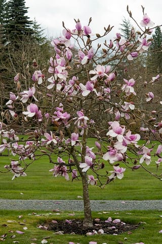 Magnolia 'Iolanthe' tree in full bloom on a bare-branched single trunk, with pink and white flowers, fallen petals and a lawn behind.