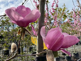 Magnolia 'Iolanthe' with two large pink-lavender bowl-shaped flowers and furry buds on bare stems, in a nursery with pink blossom behind.