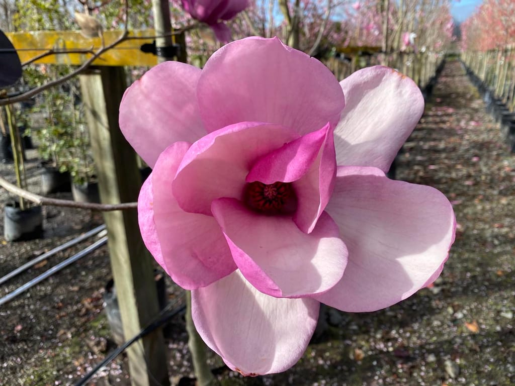 Close-up of a Magnolia 'Iolanthe' flower with broad pink petals and a red centre, in a nursery row of staked trees.
