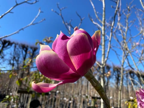 Magnolia 'J. C. Williams'