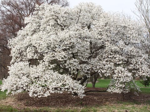 Magnolia kobus