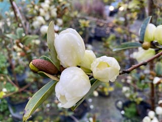 Michelia yunnanensis (Michelia) branch with creamy-white flower buds beaded with raindrops, a brown velvety bud and narrow green leaves, with potted plants behind.