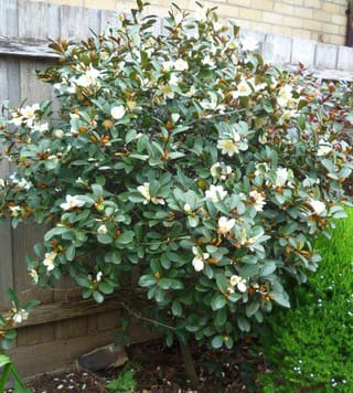 Michelia yunnanensis (michelia) shrub in full bloom, with creamy white flowers and rust-brown buds among glossy green leaves, growing beside a wooden fence.