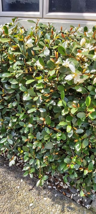 Michelia yunnanensis (michelia) as a dense, clipped evergreen hedge with glossy green leaves, brown velvety buds and creamy white flowers, beside a wall and gravel path.