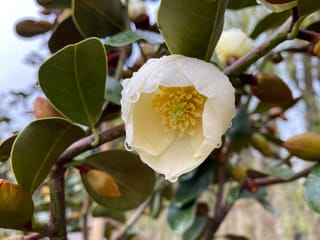 Michelia 'Gracipes' (Michelia) flower, a creamy-white bloom with yellow stamens, beaded with raindrops among glossy deep-green rounded leaves and brown buds.
