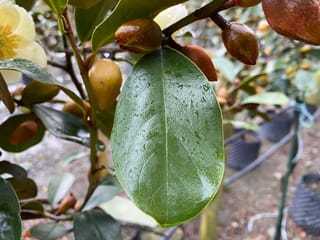 Michelia 'Gracipes' (Michelia) branch with a glossy, rain-speckled deep green leaf, brown flower buds and a creamy-yellow bloom, in a nursery.