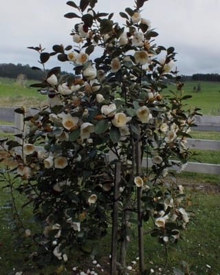 Michelia 'Gracipes' (Michelia), a staked young tree covered in creamy-white flowers among dark green leaves, standing on a lawn beside a paddock fence.