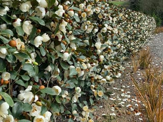 Michelia 'Gracipes' hedge covered in creamy-white flowers and brown buds on green foliage, with fallen petals on a gravel path beside orange grasses.