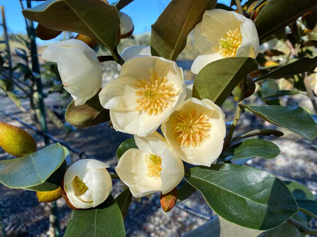 Michelia 'Gracipes' (Michelia) branch with creamy-white open flowers showing yellow stamens, among glossy deep-green rounded leaves in a nursery setting.