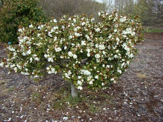 Michelia yunnanensis 'Velvet And Cream' (Michelia), a small single-trunk tree covered in white flowers among dark green leaves with rusty-brown undersides, petals scattered on mulch below.