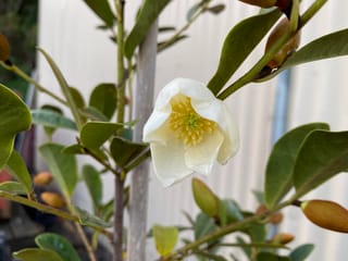 Michelia yunnanensis 'Velvet And Cream' with a creamy-white flower showing yellow stamens, surrounded by glossy green leaves and brown buds on slender stems.
