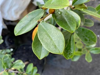 Michelia yunnanensis 'Velvet And Cream' (michelia), glossy green oval leaves with visible veining and small orange-brown buds on a stem, in a nursery pot.