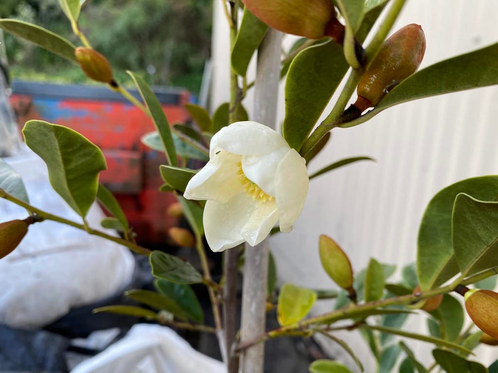 Michelia yunnanensis 'Velvet And Cream' (michelia) with a creamy white flower, yellow centre and brown buds among glossy green leaves on a staked stem.