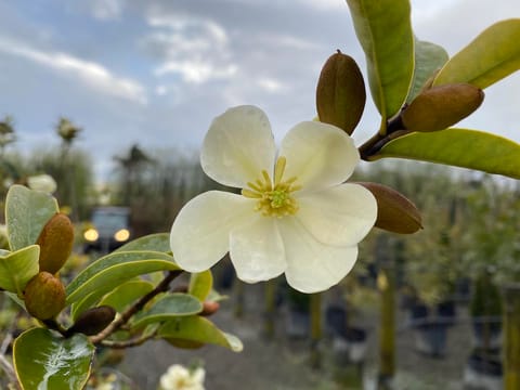 Michelia yunnanensis
