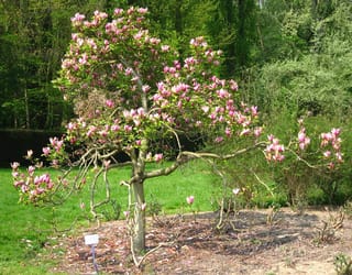 Magnolia liliiflora 'Nigra' (Lily Magnolia), a small multi-branched tree covered in pink-purple buds and flowers, standing on mulch beside a lawn.