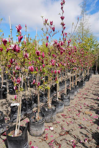 Rows of staked Magnolia liliiflora 'Nigra' (Lily Magnolia) in black planter bags, covered in dark red-purple blooms, with fallen petals on the gravel.
