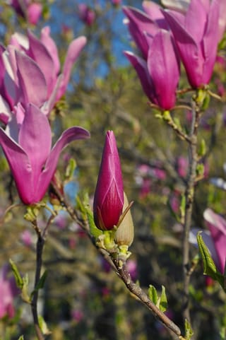 Magnolia liliiflora 'Nigra' (Lily Magnolia) in spring, with a closed purple-pink bud and open magenta flowers on bare branches against blue sky.