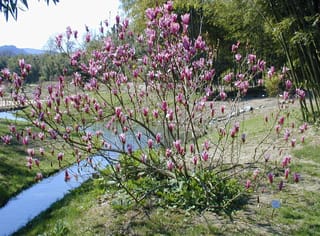 Magnolia liliiflora 'Nigra' (Lily Magnolia), a multi-stemmed shrub covered in pink-purple flowers on bare branches, beside a stream and bamboo.