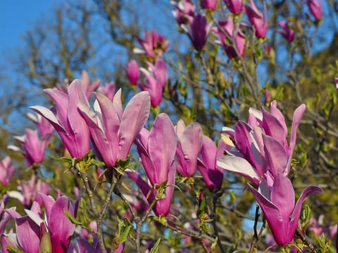 Magnolia liliiflora 'Nigra'