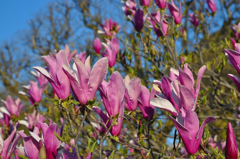 Magnolia liliiflora 'Nigra' (Lily Magnolia) branches with upright pink-purple flowers and pale interiors, set against bare twigs and a blue sky.