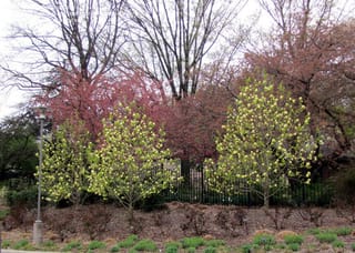 Magnolia 'Lois' trees in spring, three slender young specimens covered in pale yellow-green blooms, planted on a mulched bank before a black iron fence.
