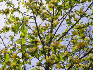 Magnolia 'Lois' in flower, with many pale yellow blooms and fresh green leaves along dark branches against a pale blue sky.