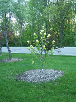 Young Magnolia 'Lois' (magnolia) with pale yellow cup-shaped flowers on slender branches, planted in a mulched ring on a lawn beside a road.