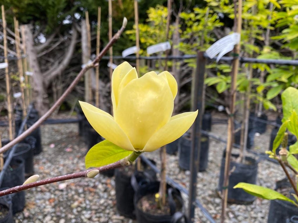 Magnolia 'Lois' with a pale yellow cup-shaped flower opening on a bare branch beside a fresh green leaf, with potted nursery plants behind.