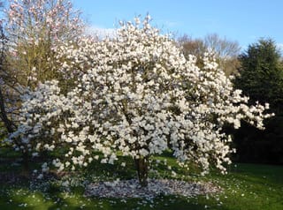 Magnolia 'Manchu Fan' tree covered in white goblet-shaped flowers on bare branches, with fallen petals scattered across the lawn beneath.