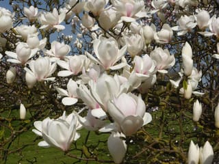 Magnolia 'Manchu Fan' in full bloom, with cream-white goblet flowers blushed pink at the base on bare branches above a lawn.